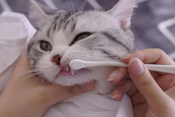 怎样维持猫咪牙齿的健康，需定期帮猫咪清洁牙齿