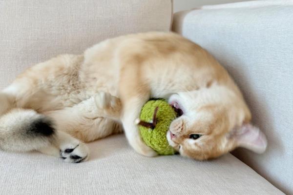 怎样维持猫咪牙齿的健康，需定期帮猫咪清洁牙齿
