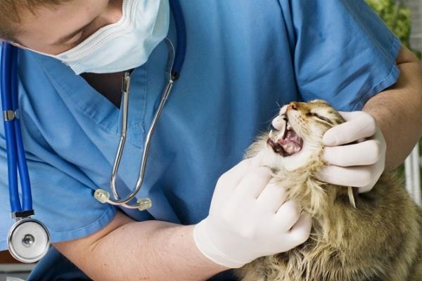 怎样维持猫咪牙齿的健康，需定期帮猫咪清洁牙齿