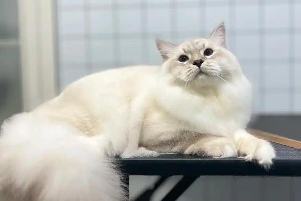 怎样维持猫咪牙齿的健康，需定期帮猫咪清洁牙齿