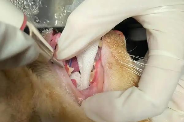 怎样维持猫咪牙齿的健康，需定期帮猫咪清洁牙齿