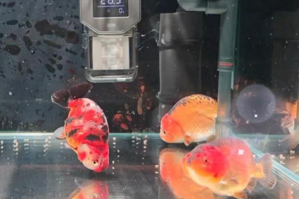 兰寿产卵所需时间，养殖一年以上才具备繁殖能力