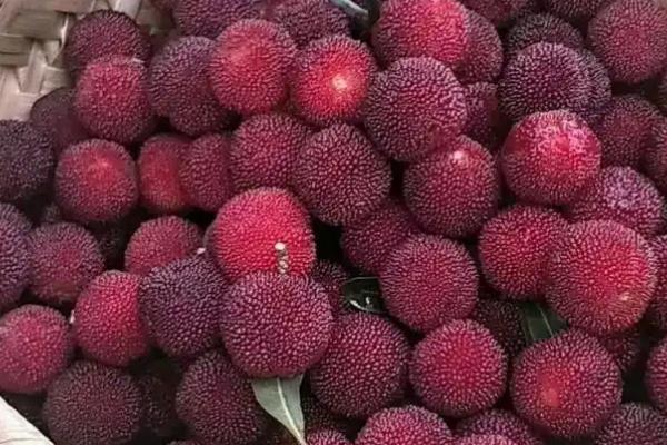黑杨梅好还是红杨梅好，熟透的杨梅会变黑且味道更甜