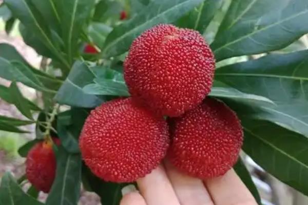 黑杨梅好还是红杨梅好，熟透的杨梅会变黑且味道更甜