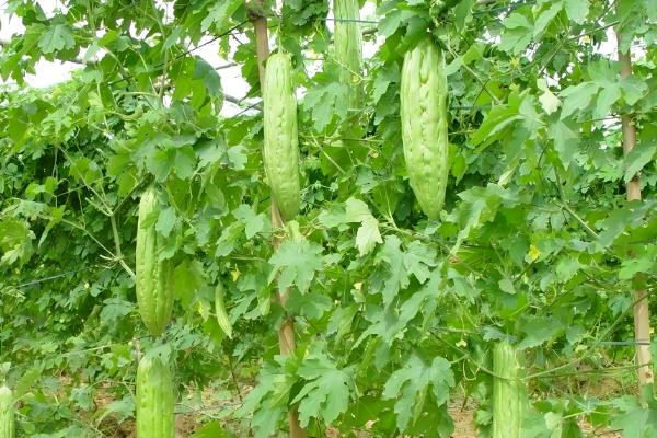 苦瓜不能施什么肥料,不宜施加氯化肥