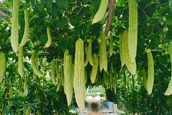 苦瓜不能施什么肥料,不宜施加氯化肥