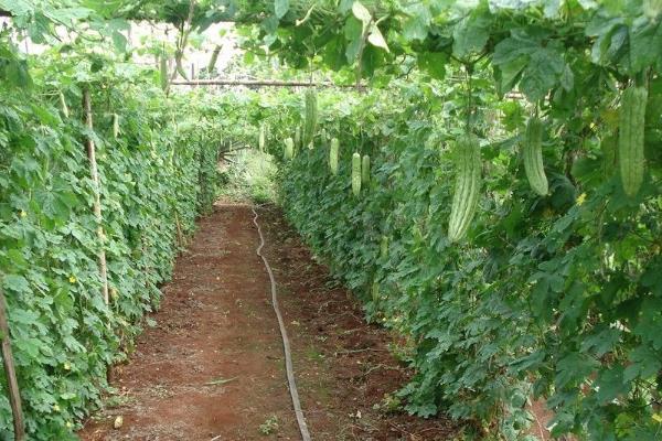 苦瓜不能施什么肥料,不宜施加氯化肥