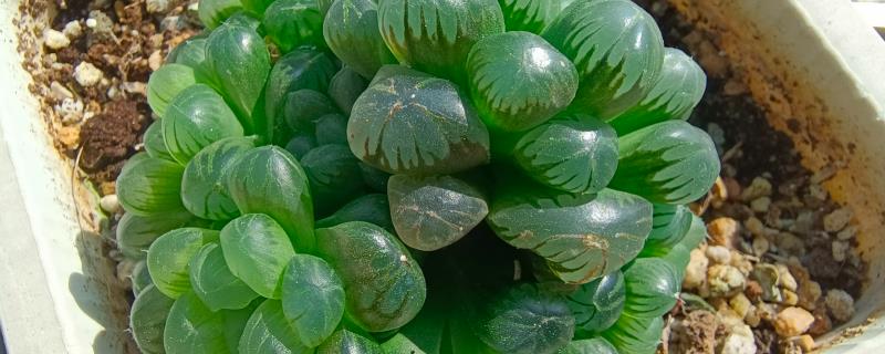 夏天姬玉露怎么浇水，夏天需要每天浇水一次