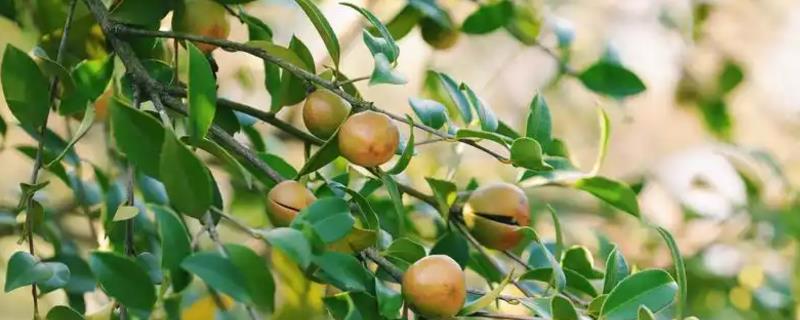 茶油怎么种植，将植株栽入种植穴后要踏实土壤并浇水