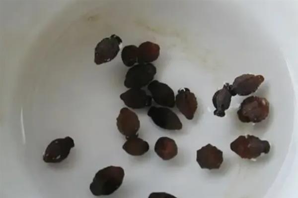 蔷薇如何种植，在生长期间浇水要根据天气进行