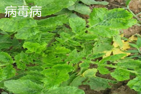 萝卜软腐病怎么防治，发病初期可喷施噻菌铜等药物