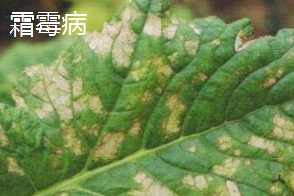 萝卜软腐病怎么防治，发病初期可喷施噻菌铜等药物
