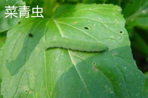 萝卜软腐病怎么防治，发病初期可喷施噻菌铜等药物