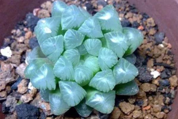 夏天姬玉露怎么浇水，夏天需要每天浇水一次