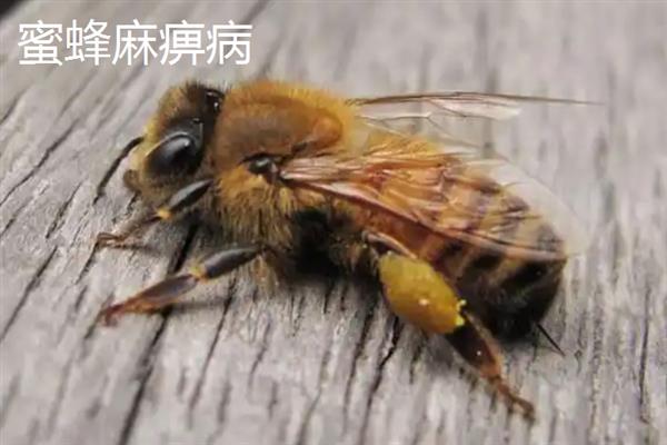 中蜂中囊病有什么症状，死亡的蜜蜂幼虫内部组织会液化