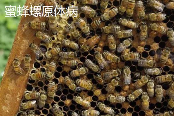 中蜂中囊病有什么症状，死亡的蜜蜂幼虫内部组织会液化
