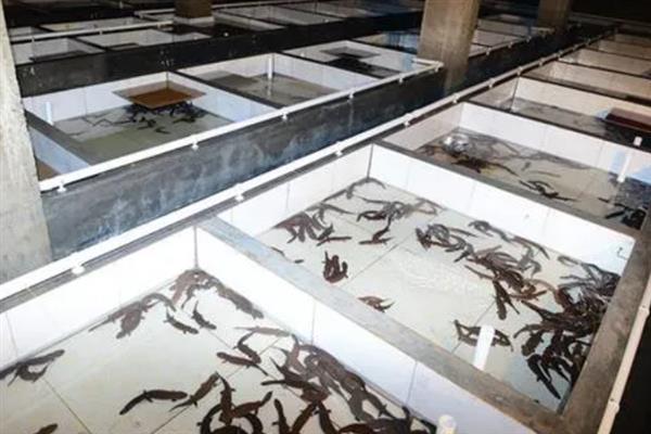 养殖娃娃鱼怎么管理，每天巡池观察水温和摄食情况