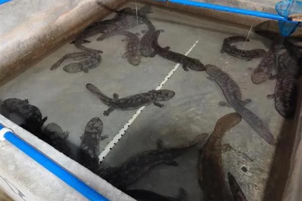 养殖娃娃鱼怎么管理，每天巡池观察水温和摄食情况