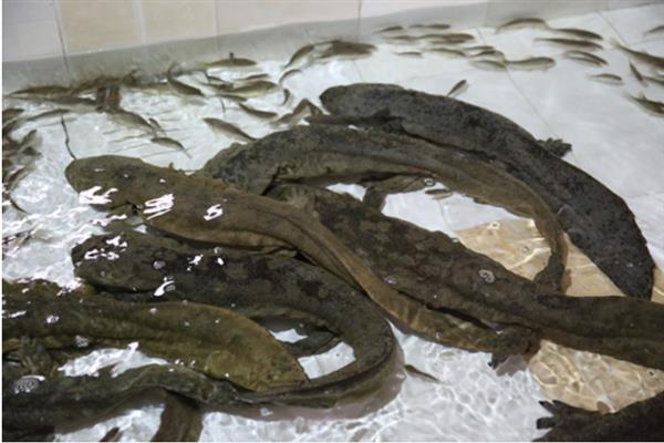 养殖娃娃鱼怎么管理，每天巡池观察水温和摄食情况