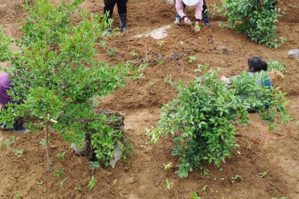 茶油怎么种植，将植株栽入种植穴后要踏实土壤并浇水