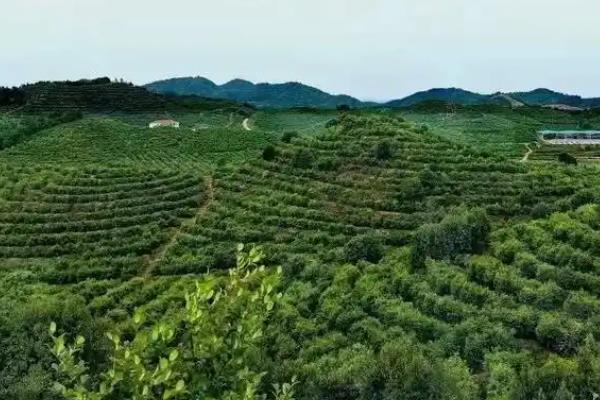 茶油怎么种植，将植株栽入种植穴后要踏实土壤并浇水