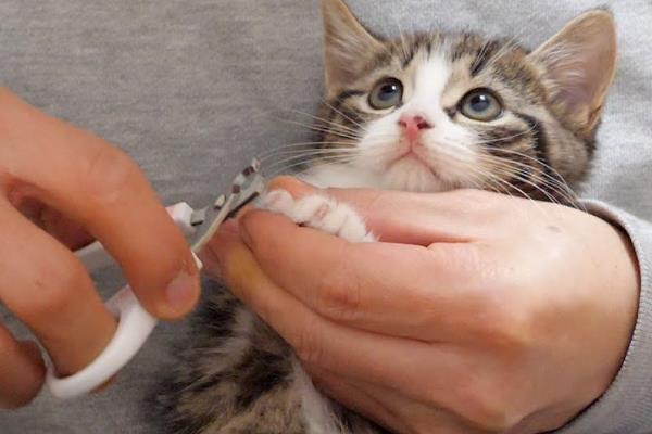 怎样给猫猫剪指甲，先要让它平静下来