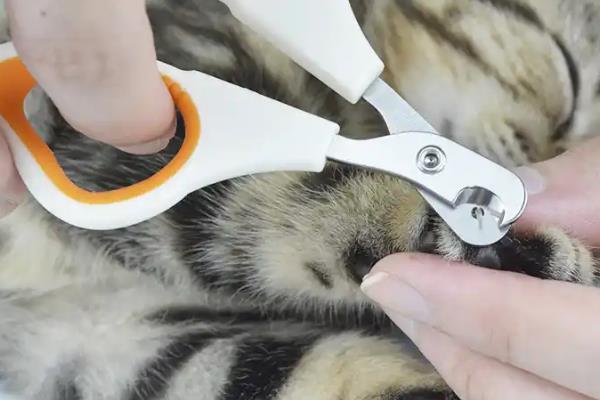 怎样给猫猫剪指甲，先要让它平静下来