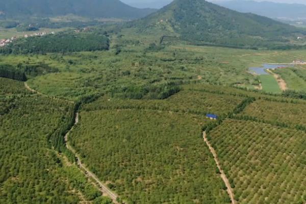 茶油怎么种植，将植株栽入种植穴后要踏实土壤并浇水