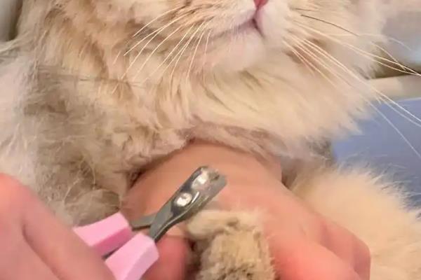 怎样给猫猫剪指甲，先要让它平静下来