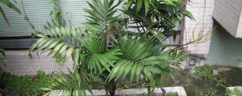 袖珍椰子是喜阴还是喜阳，袖珍椰子喜阴