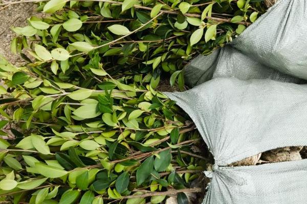 茶油怎么种植，将植株栽入种植穴后要踏实土壤并浇水