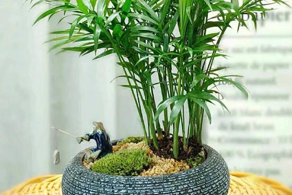 袖珍椰子是喜阴还是喜阳，袖珍椰子喜阴