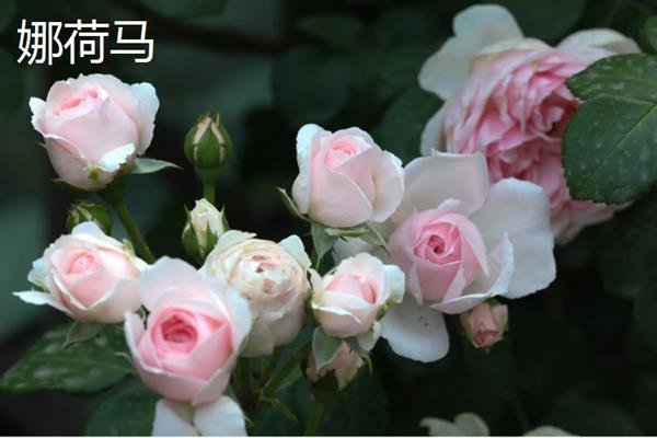 广东适合种的月季，适合种娜荷马、真宙等