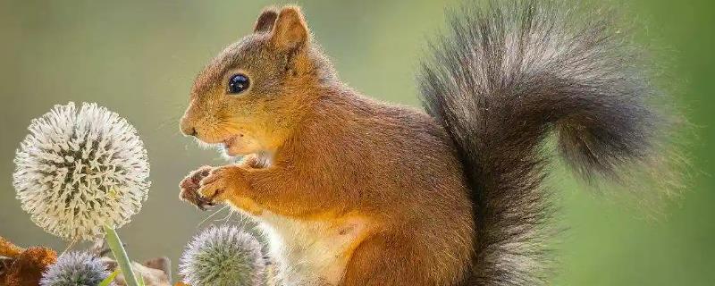 松鼠的食物，一般主食坚果