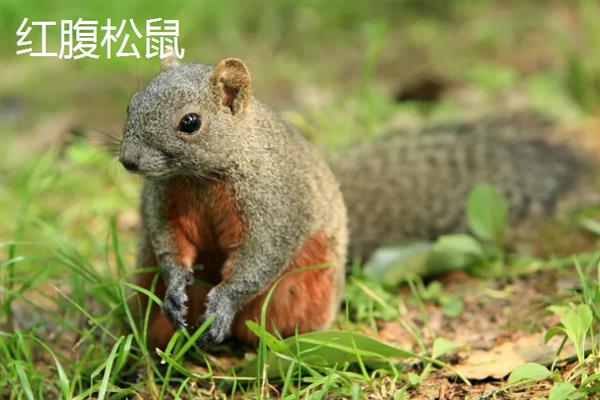 松鼠的食物，一般主食坚果