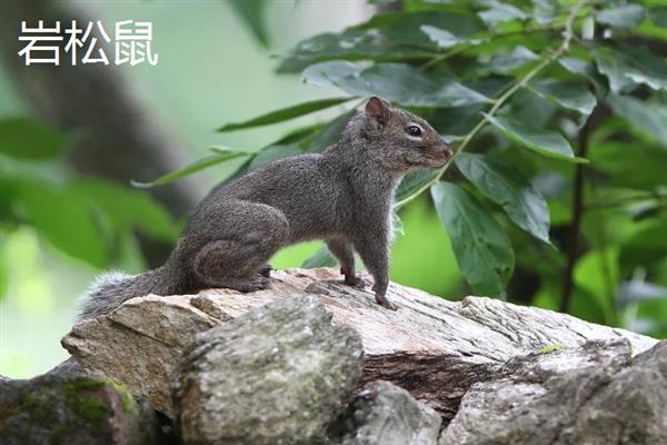 松鼠的食物，一般主食坚果
