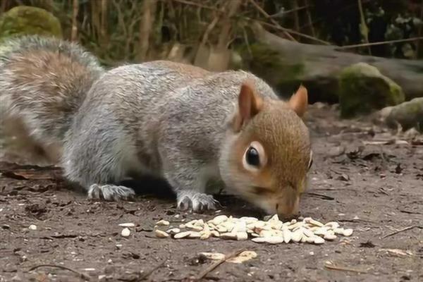 松鼠的食物，一般主食坚果