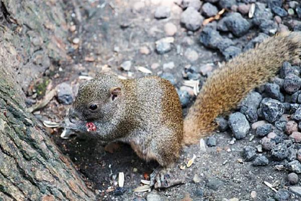 松鼠的食物，一般主食坚果