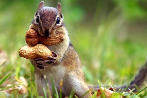 松鼠的食物，一般主食坚果