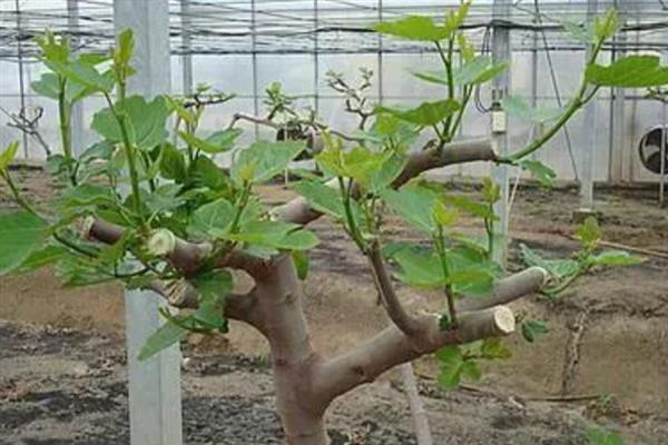 无花果不结果如何处理，缺少光照时要让植株全天晒光
