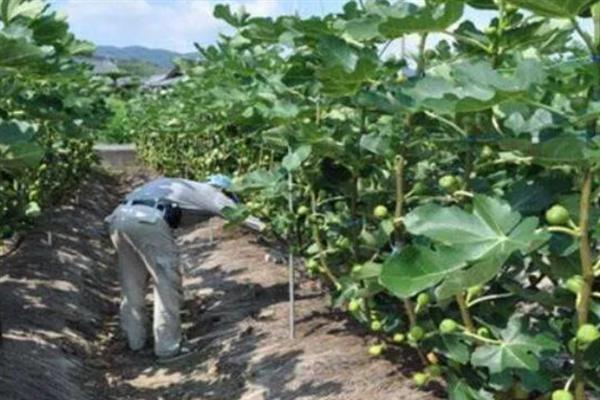 无花果不结果如何处理，缺少光照时要让植株全天晒光