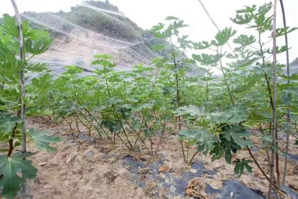 无花果不结果如何处理，缺少光照时要让植株全天晒光