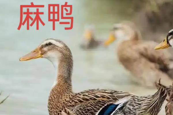 水鸭和麻鸭的区别，生活环境和外形均不同