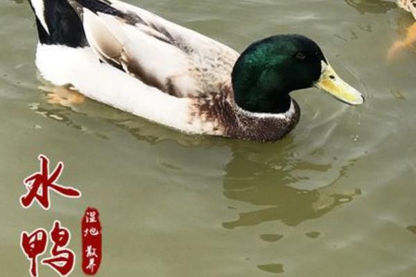 水鸭和麻鸭的区别，生活环境和外形均不同