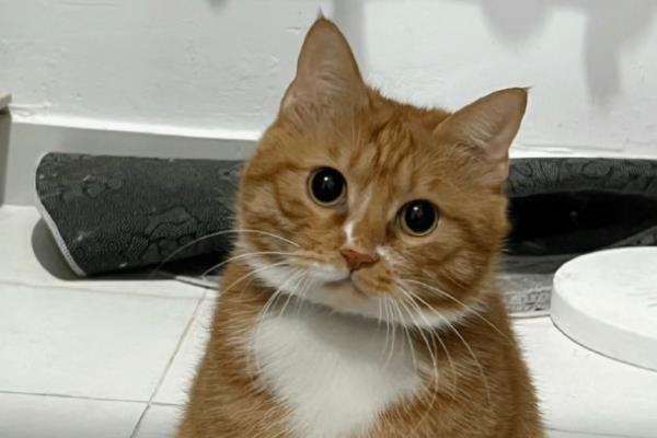 猫咪眼睛发炎如何用药，早期可使用含有红霉素或土霉素的眼膏