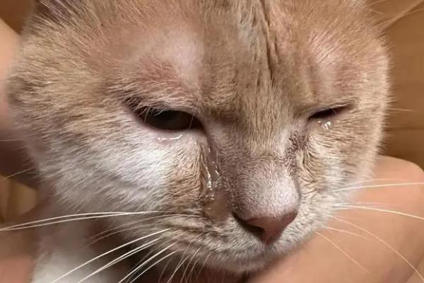 猫咪眼睛发炎如何用药，早期可使用含有红霉素或土霉素的眼膏