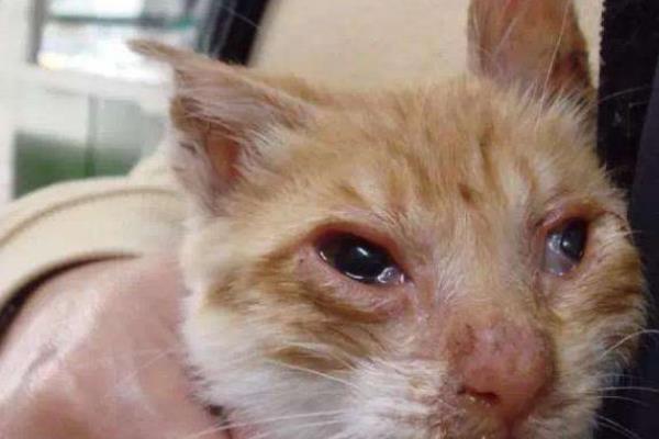 猫咪眼睛发炎如何用药，早期可使用含有红霉素或土霉素的眼膏