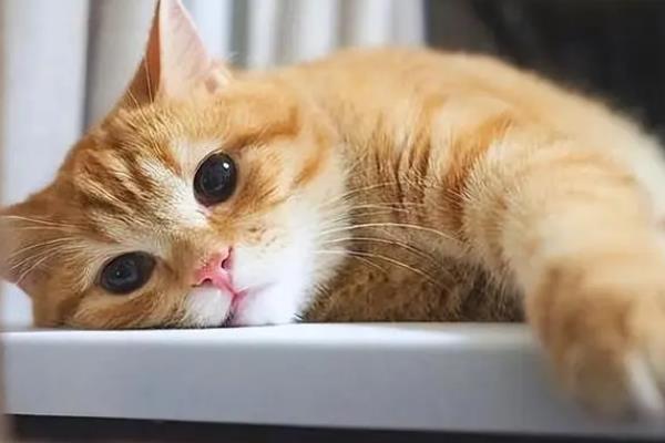 猫咪眼睛发炎如何用药，早期可使用含有红霉素或土霉素的眼膏