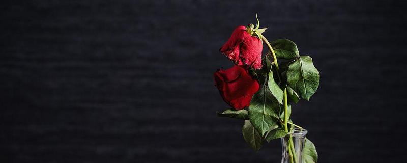 干枯玫瑰的花语是什么，寓意不再爱、已是过去等