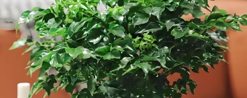 幸福树的养殖方法，最佳生长温度在18至21℃